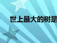 世上最大的树是什么树 揭秘雪曼将军树