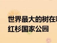 世界最大的树在哪叫啥 雪曼将军树位于美国红杉国家公园